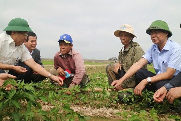 Quảng Trị: Đảm bảo hiệu quả sản xuất lúa vụ Đông Xuân 2020 - 2021