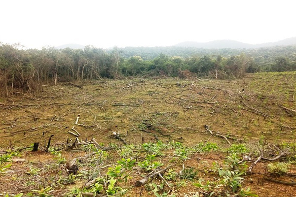 Quảng Bình: Phê duyệt kết quả theo dõi diễn biến rừng năm 2020