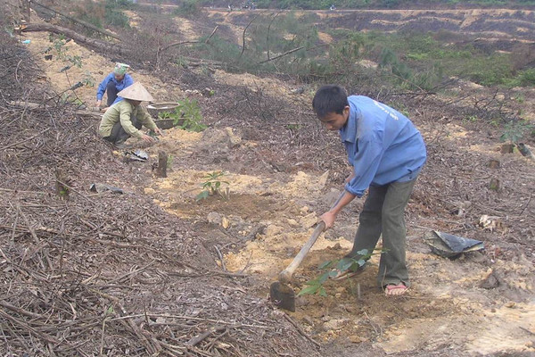 Hà Tĩnh: Trồng rừng “chỉ lối” phát triển kinh tế  cho người dân miền núi