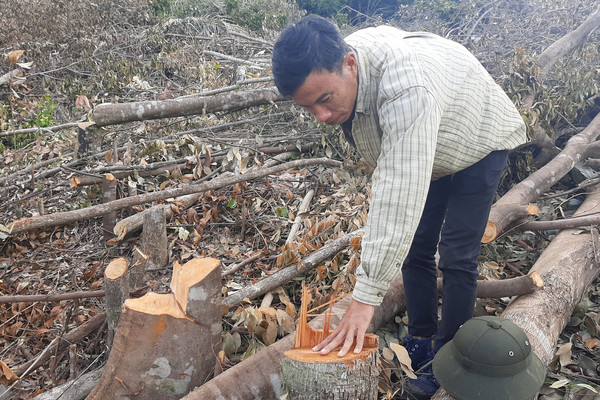 Khánh Hòa: Ai chịu trách nhiệm khi rừng Suối Tân bị đốn hạ?