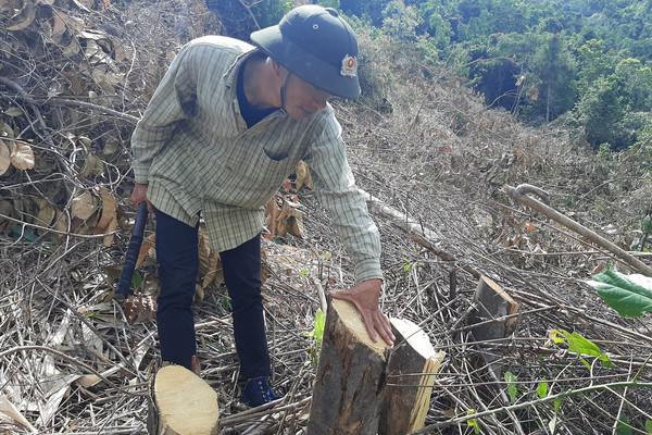 Khánh Hòa: Thủ tướng chỉ đạo kiểm tra, xử lý vụ phá rừng xã Suối Tân