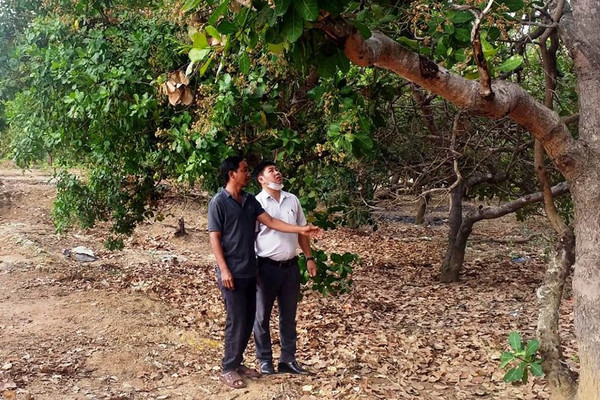 Chư Prông (Gia Lai): Khẩn trương cấp "sổ đỏ" cho diện tích đất ngoài quy hoạch 3 loại rừng