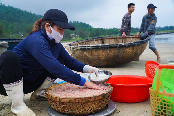 Đà Nẵng: Ngư dân trúng đậm mùa ruốc biển