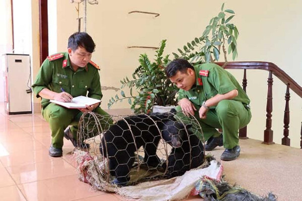 Lai Châu: Tuyên phạt đối tượng buôn bán gấu ngựa 3 năm tù giam