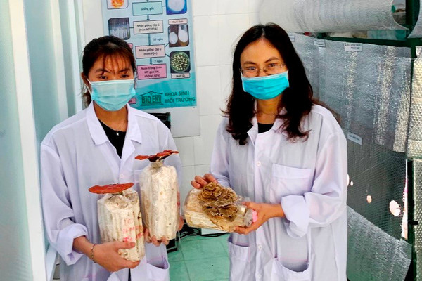 Sinh viên Đà Nẵng thành công với mô hình trà hoa nấm đầu tiên tại Việt Nam