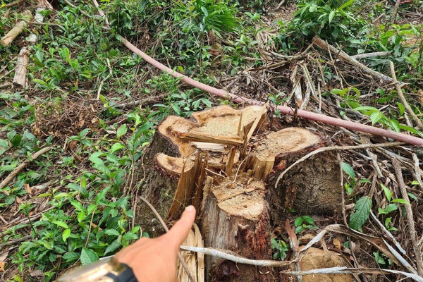 Quảng Nam: Dân bức xúc vì cây rừng phòng hộ di sản Mỹ Sơn bị chặt “nhầm” đem bán  