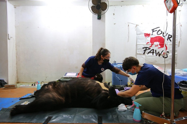 Giải cứu 2 cá thể gấu ngựa ở Sơn La