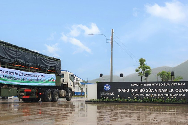 Vinamilk đón thành công 2.100 con bò sữa từ Mỹ về trang trại mới ở Quảng Ngãi