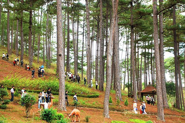 Lâm Đồng ban hành quy định tạm cho thuê môi trường rừng