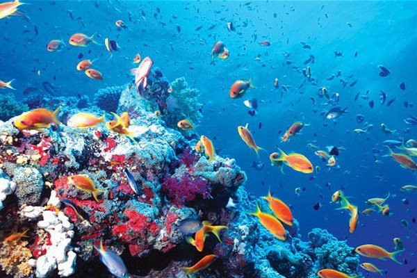 Biến đổi khí hậu làm thay đổi môi trường sống của sinh vật biển