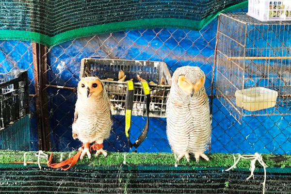 Tây Ninh: Tịch thu 9 cá thể chim hoang dã nuôi nhốt tại nhà riêng 
