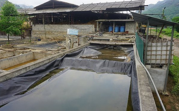 Thanh Hóa: Xác định thủ phạm gây ra hiện tượng cá chết trên sông Mã
