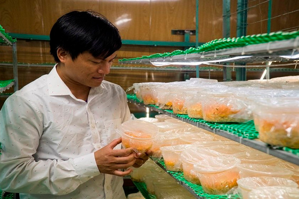 Thanh Hóa: Mô hình nuôi cấy đông trùng hạ thảo trong môi trường nhân tạo
