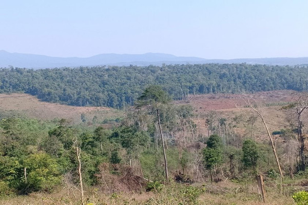 Đắk Nông: Đẩy mạnh công tác quản lý, bảo vệ rừng tự nhiên