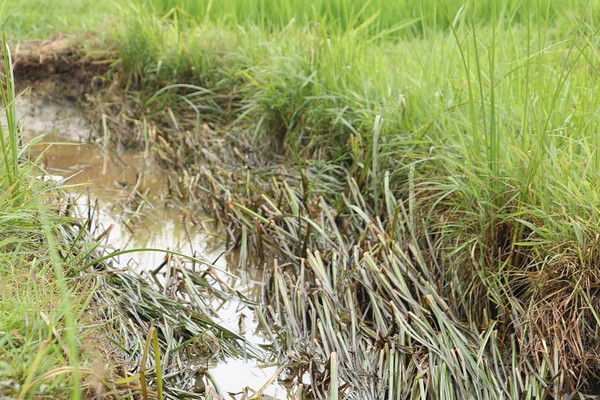 Lai láng dầu tràn từ cây xăng ra mương dẫn nước vào đồng ruộng ở Hà Tĩnh