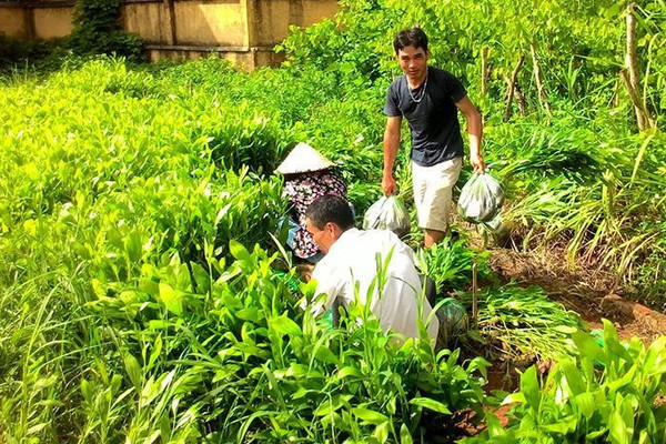 Điện Biên: Đảm bảo cung ứng giống cho mùa trồng rừng