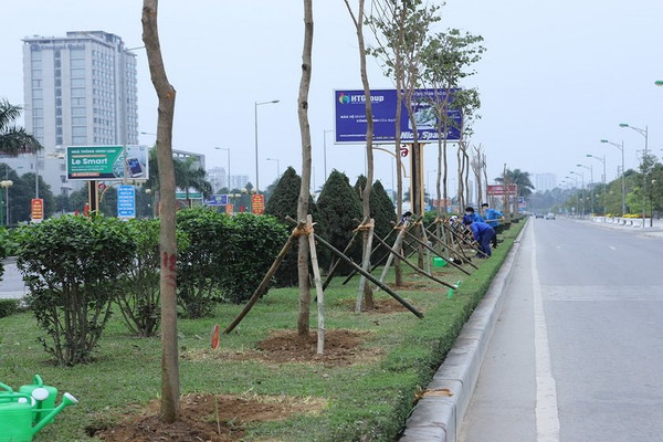Thanh Hóa: Quản lý cây xanh đô thị để bảo vệ môi trường