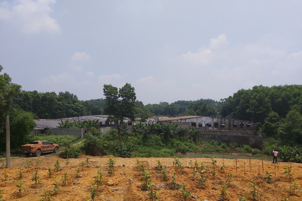 Thái Nguyên: Hàng nghìn m2 đất nông nghiệp không thể canh tác vì trang trại nuôi lợn xả thải