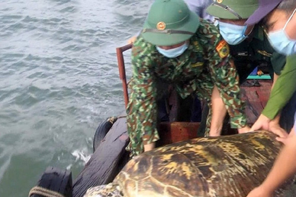 Hà Tĩnh: Thả một cá thể rùa biển quý hiếm nặng hơn 80 kg về môi trường tự nhiên