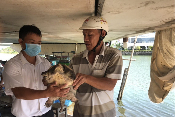 Phát hiện rùa cá sấu tại đầm Thị Nại – thành phố Quy Nhơn 