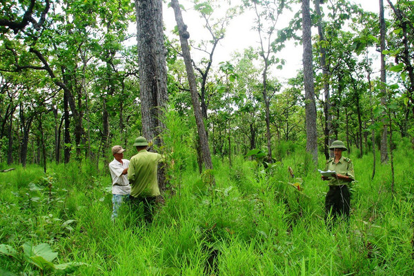 Hà Nội: Đồng bộ các giải pháp bảo vệ rừng
