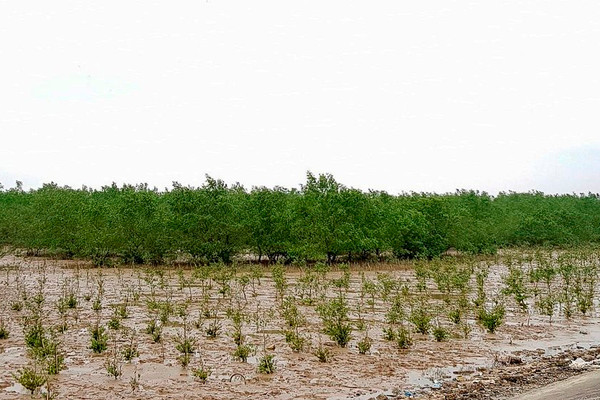 Thanh Hóa: Trồng mới 24,5 ha rừng ngập mặn