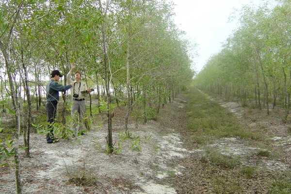 Để người trồng rừng làm giàu được từ rừng