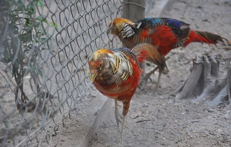 Các tổ chức phi chính phủ đề xuất 6 giải pháp bảo tồn các loài chim