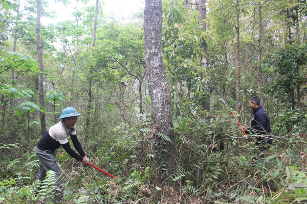 Tủa Chùa - Điện Biên: Phát huy hiệu quả chính sách chi trả dịch vụ môi trường rừng