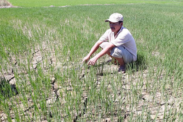 Thừa Thiên - Huế: Dự án tưới tiêu chậm, ruộng lúa “khát” nước