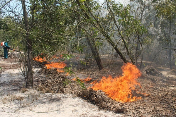 Cháy lớn ở rừng phòng hộ ven biển Quảng Nam