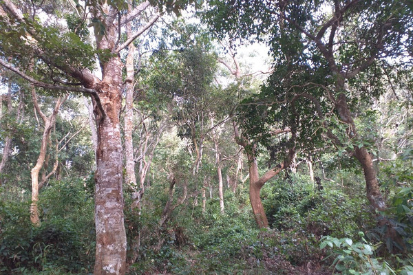 Điện Biên: Nâng cao quyền lợi, nghĩa vụ của bên cung ứng và sử dụng dịch vụ môi trường rừng