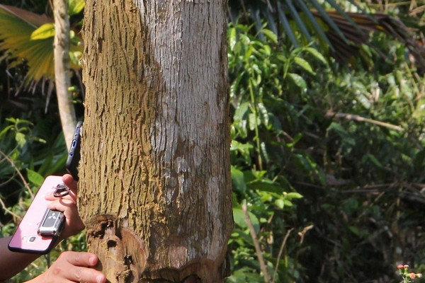 Quế Phong (Nghệ An): “Ken cây” - Hình thức phá rừng tinh vi