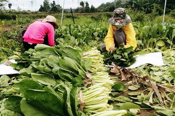 Gia Lai: Kinh tế tập thể thích nghi với khó khăn do dịch Covid-19