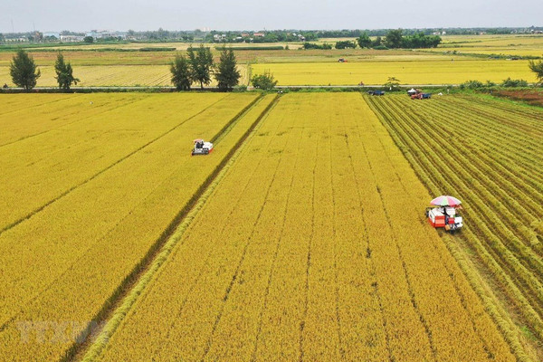 Hà Nội chuyển mục đích sử dụng hơn 25 ha đất trồng lúa