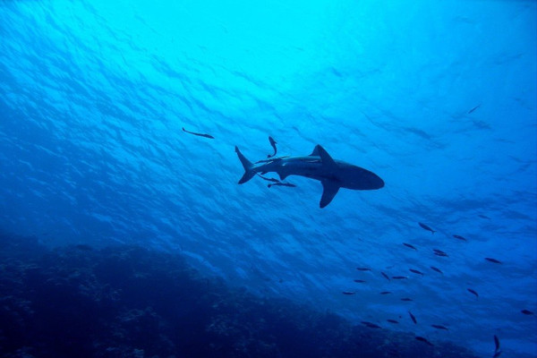 Nhiệt độ nước biển tăng cao đe dọa sự tồn tại của cá mập và cá đuối