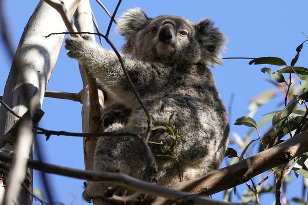 Gấu Koala có nguy cơ tuyệt chủng ở Australia