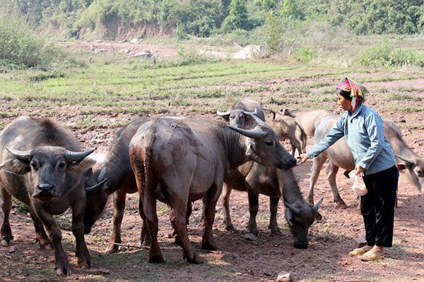 Điện Biên: Biến đổi khí hậu làm ảnh hưởng đến sản xuất, chăn nuôi