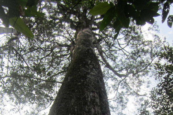 Khu Bảo tồn thiên nhiên Mường Nhé: Bám sát nhiệm vụ bảo vệ rừng và đa dạng sinh học