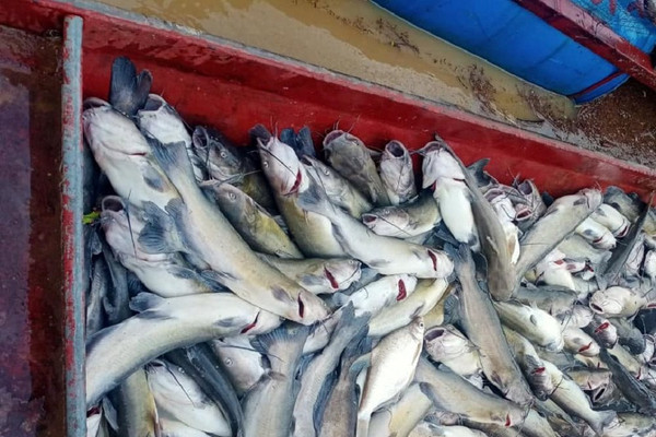 Sơn La: Thiệt hại 500kg cá lồng do mưa lũ