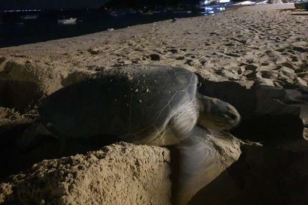  Bình Định: Một cá thể rùa biển đẻ trứng lần 2 tại bãi biển Nhơn Hải 