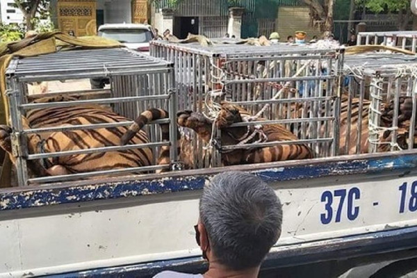Nghệ An: Bắt vụ nuôi hàng chục cá thể hổ trong khu dân cư như “nuôi lợn”