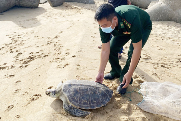 Thả cá thể rùa quý hiếm nặng 25kg về môi trường biển