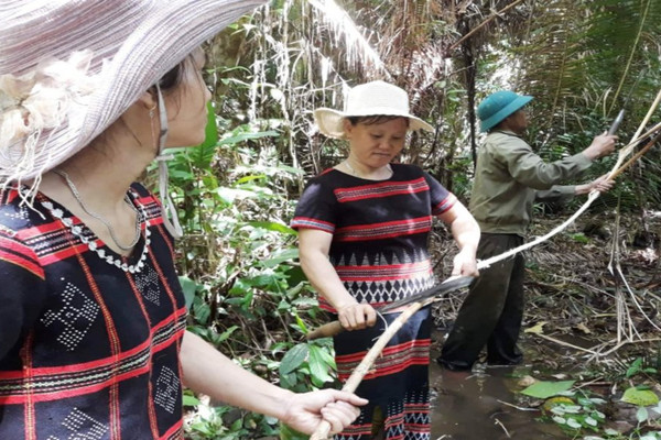 Thừa Thiên - Huế: Đồng bào DTTS giữ rừng, góp phần ứng phó BĐKH