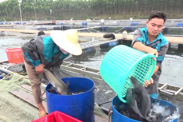 Yên Bái: Sản lượng nuôi trồng thủy sản đạt gần 7.000 tấn