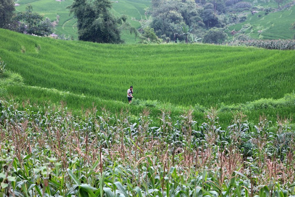 Mức bồi thường khi người dân bị thu hồi gần 30% diện tích đất nông nghiệp