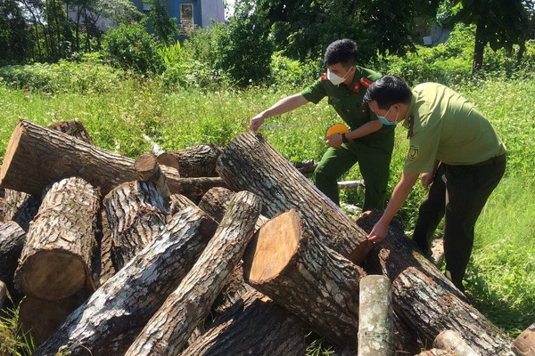 Cao Bằng: Phát hiện, thu giữ 1,8 m³ gỗ tự nhiên không rõ nguồn gốc