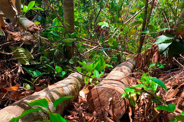 Quảng Ngãi: Khẩn trương xác minh đối tượng chặt phá rừng phòng hộ 