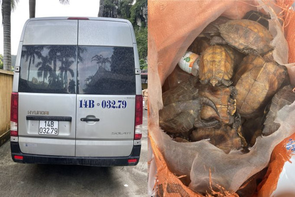Quảng Ninh: Tạm giữ xe khách vận chuyển 34 cá thể rùa quý hiếm