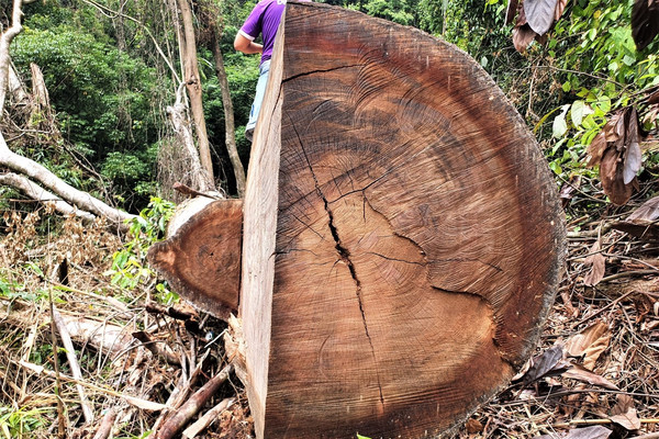 Thừa Thiên - Huế: Làm rõ việc rừng phòng hộ A Lưới bị “xẻ thịt”